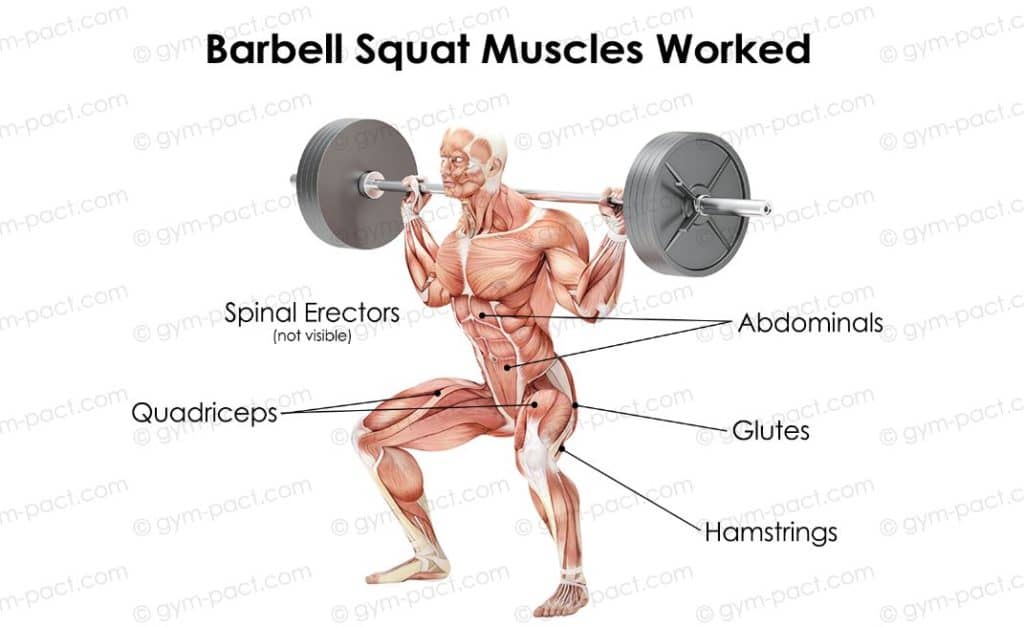 barbell squat muscles worked 1024x627 1